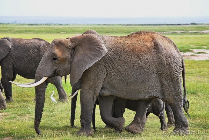 Кения, Амбосели