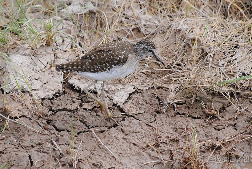 Кения, Амбосели