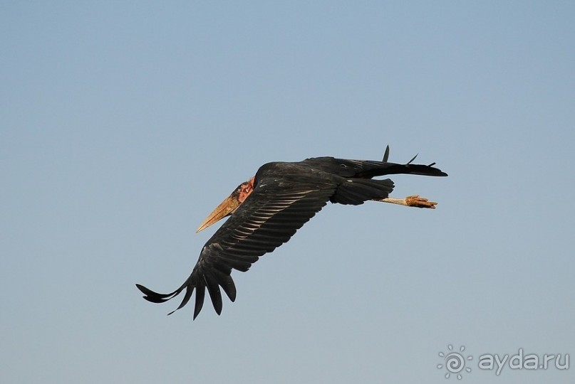 Кения, Амбосели