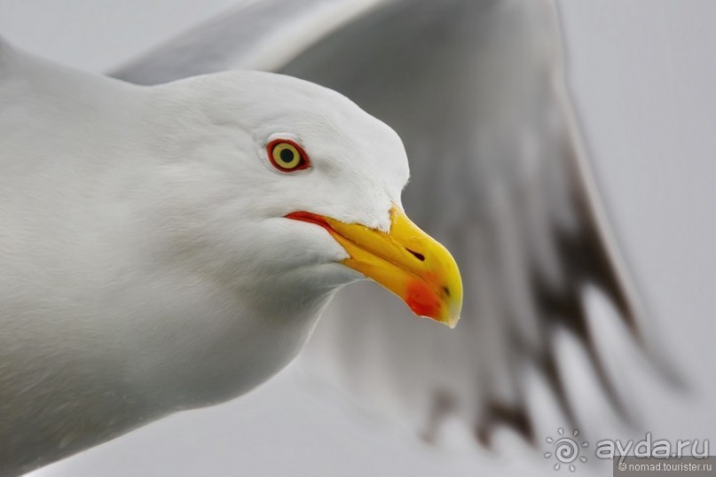 Прошлогодняя беготня