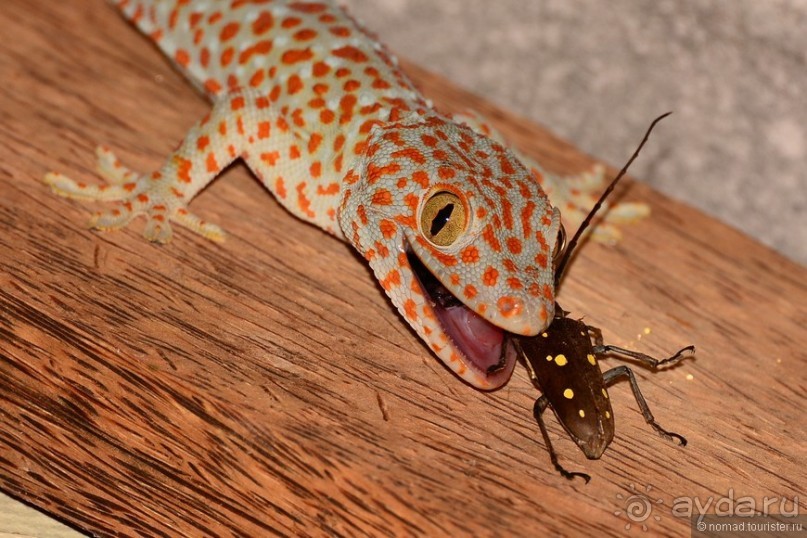 Прошлогодняя беготня