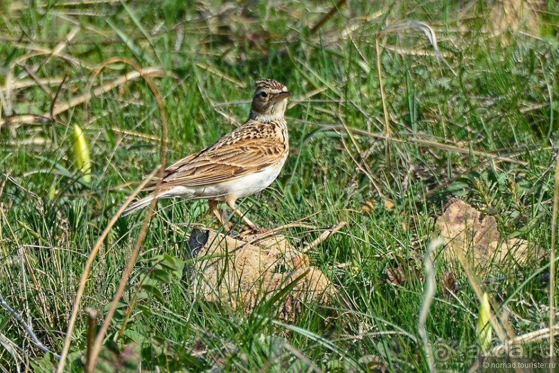 Птицы Армении