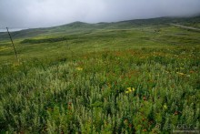 Птицы Армении