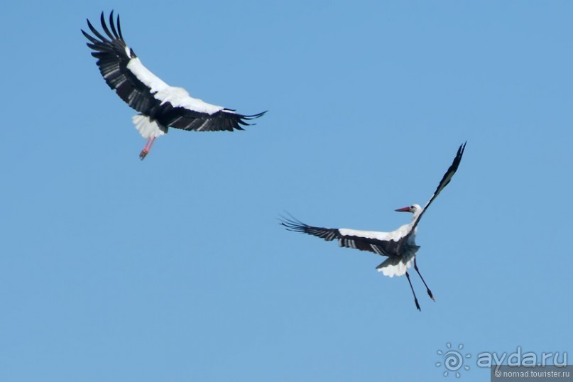 Птицы Армении