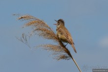 Птицы Армении