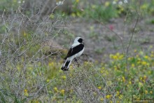 Птицы Армении