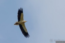 Птицы Армении