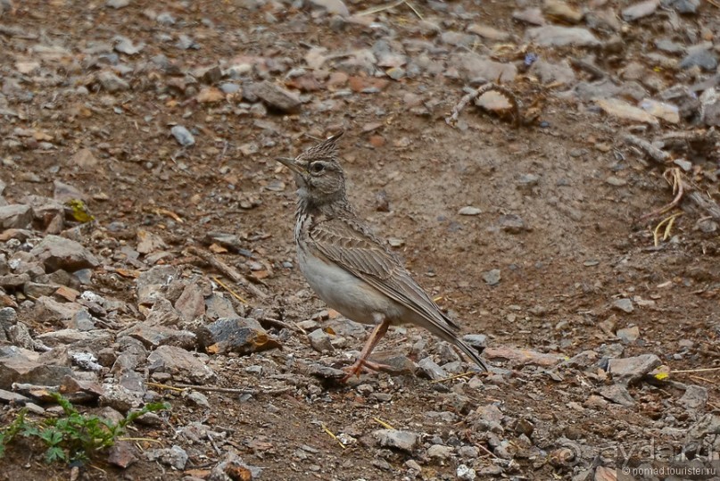 Птицы Армении