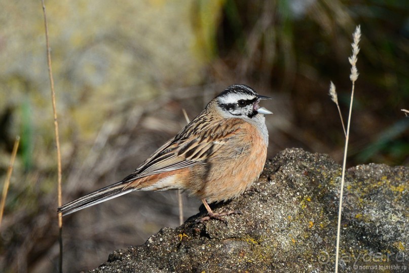 Птицы Армении