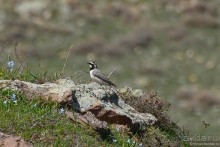 Птицы Армении