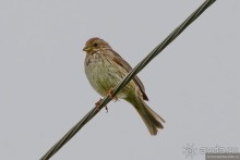 Птицы Армении