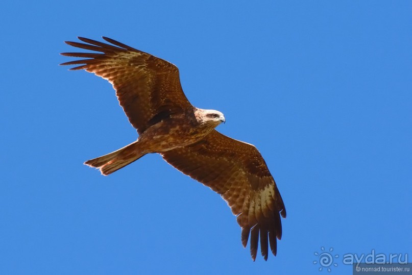 Птицы Армении