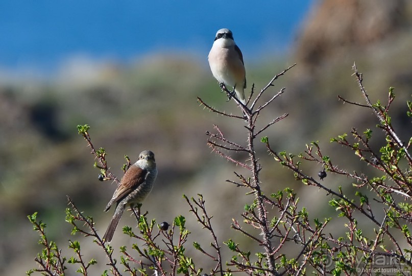Птицы Армении