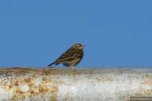 Птицы Армении