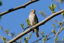 Птицы Армении