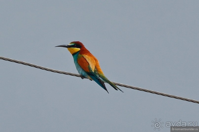 Птицы Армении