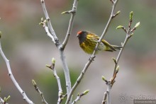 Птицы Армении