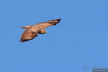 Птицы Армении