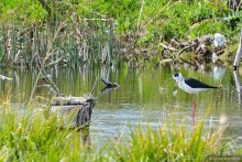 Птицы Армении