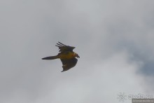 Птицы Армении