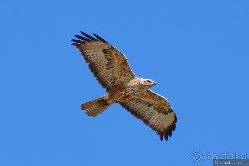 Птицы Армении