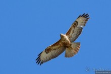 Птицы Армении