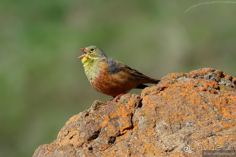 Птицы Армении