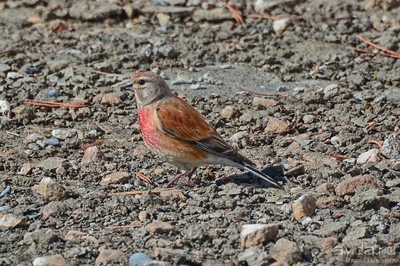 Птицы Армении