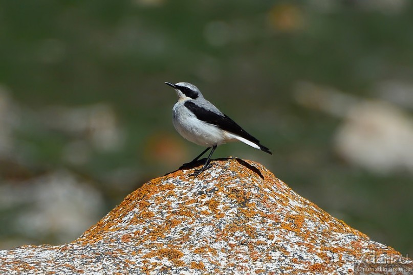 Птицы Армении