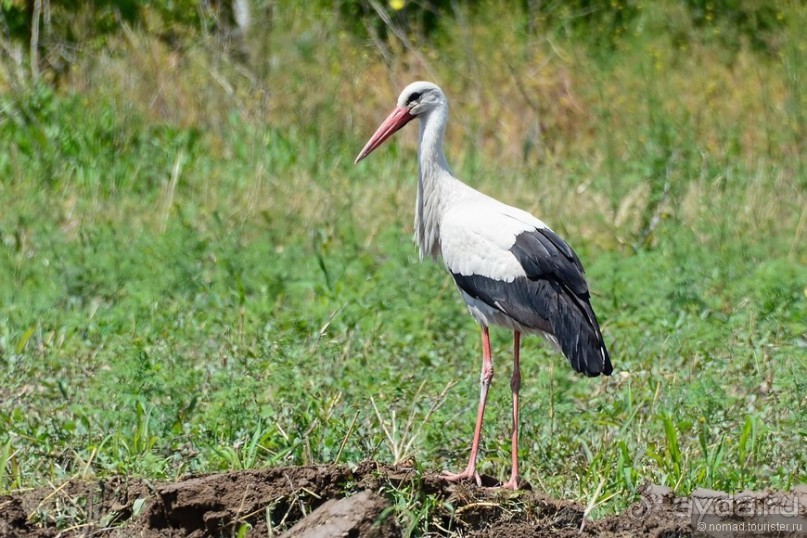 Птицы Армении