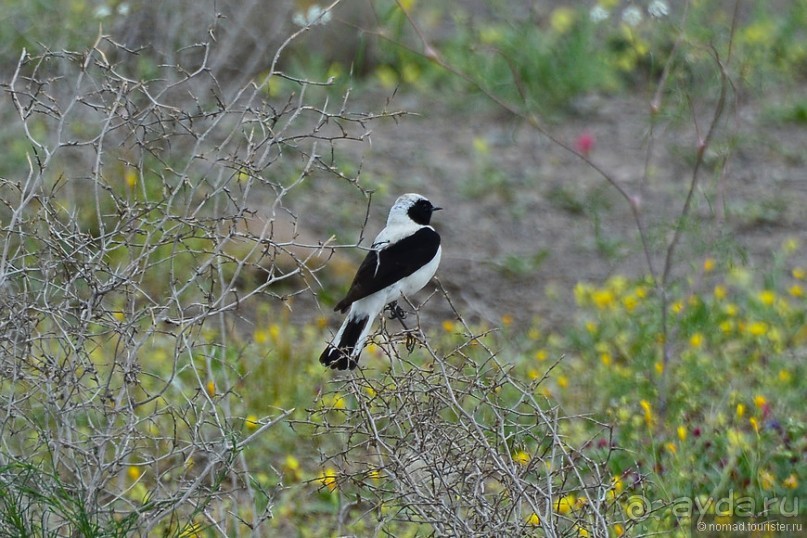 Птицы Армении
