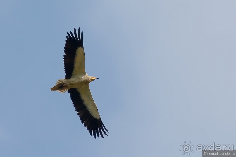 Птицы Армении