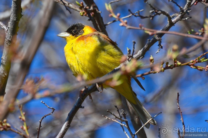 Птицы Армении