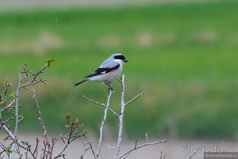 Птицы Армении