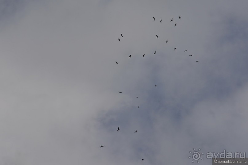 Птицы Армении