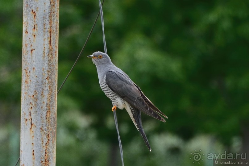 Птицы Армении
