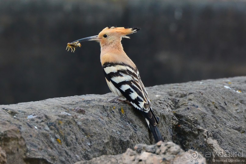 Птицы Армении