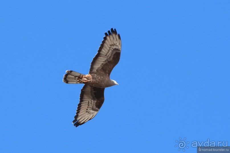 Птицы Армении