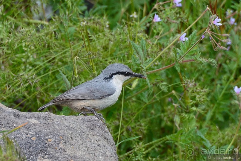 Птицы Армении