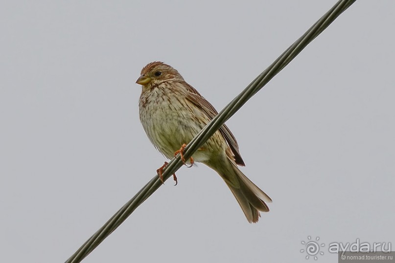 Птицы Армении