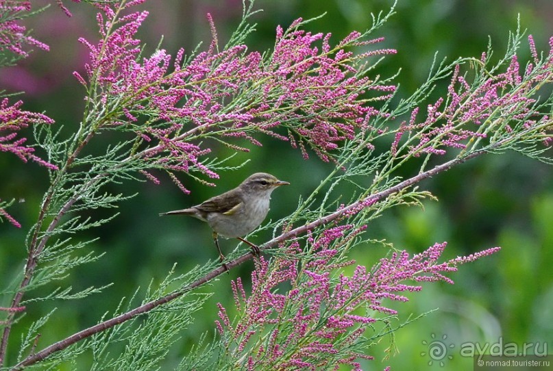 Птицы Армении