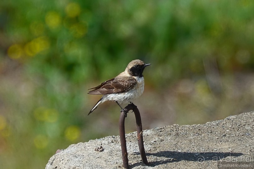 Птицы Армении