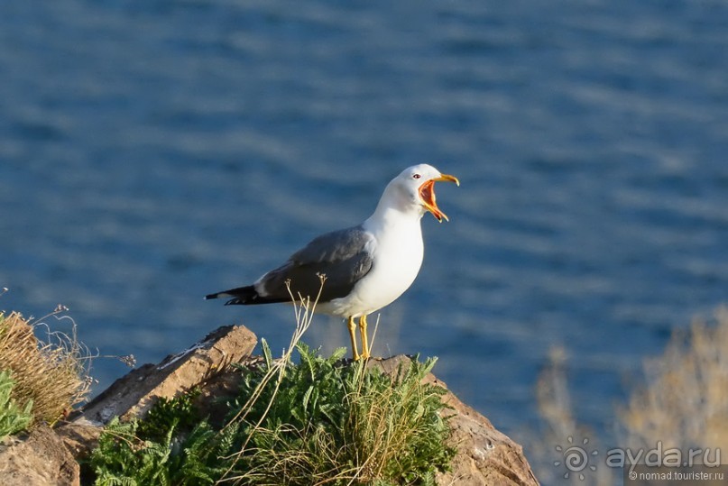 Птицы Армении