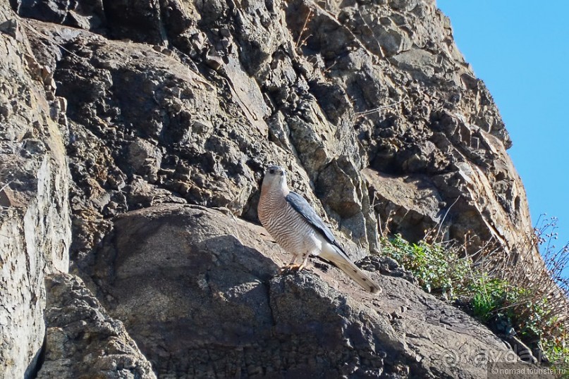 Птицы Армении