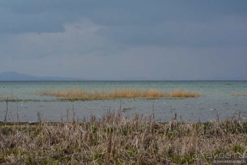 Птицы Армении