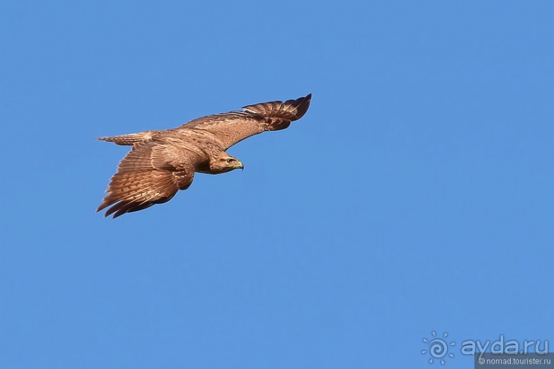 Птицы Армении