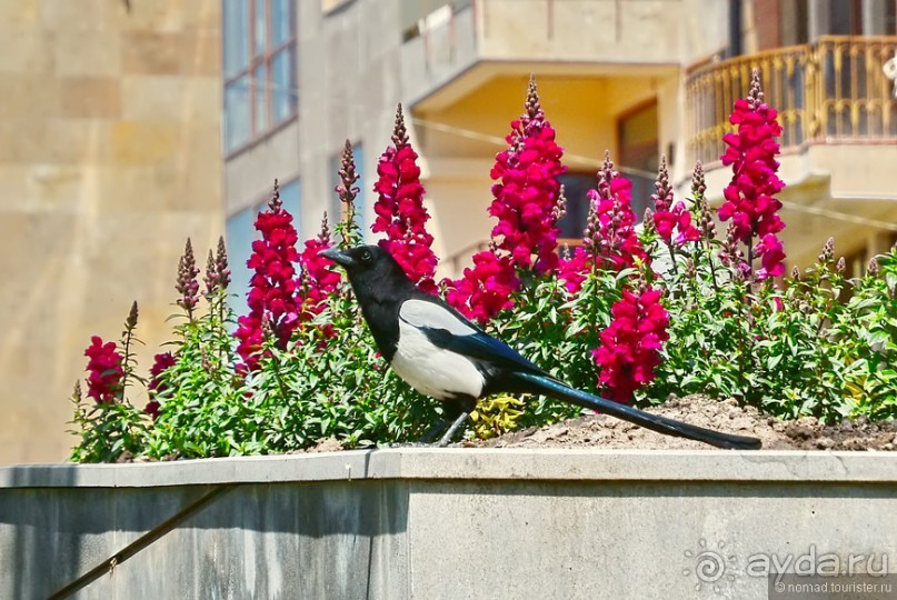 Птицы Армении