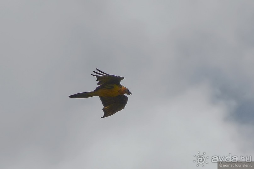 Птицы Армении