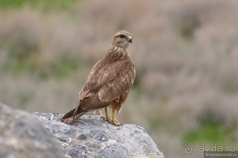 Птицы Армении