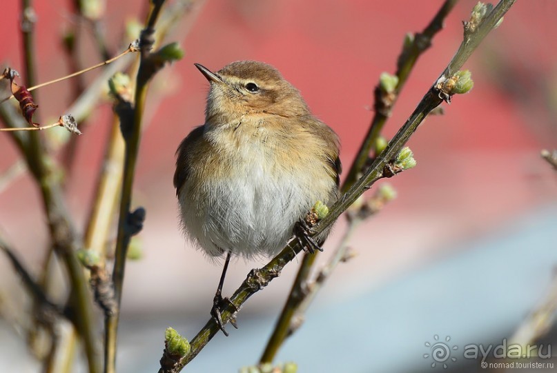 Птицы Армении